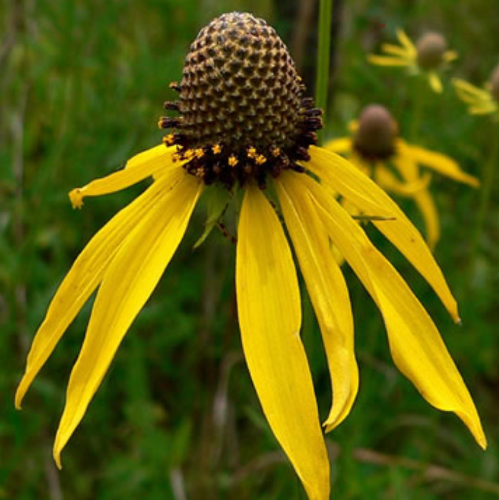 Ratibida pinnata / Ratibida / Yellow Coneflower