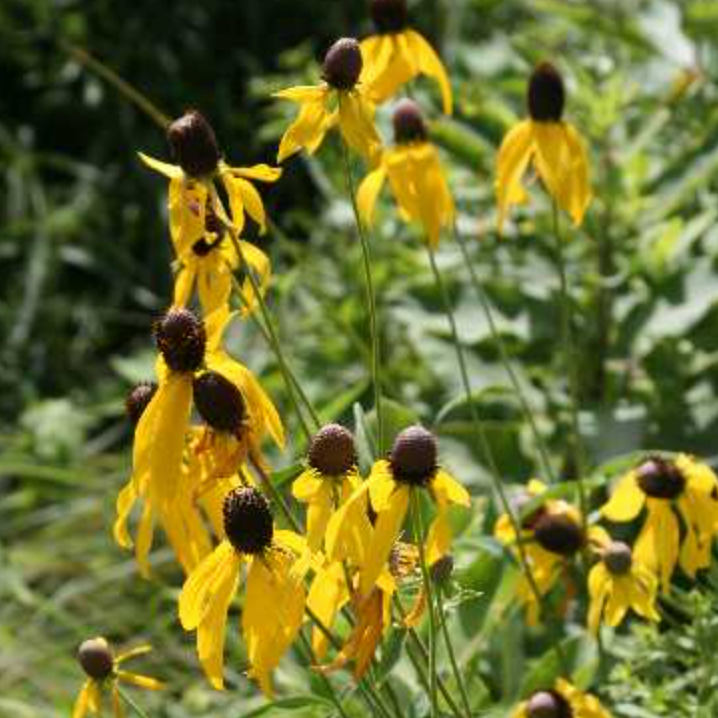 Ratibida pinnata / Ratibida / Yellow Coneflower