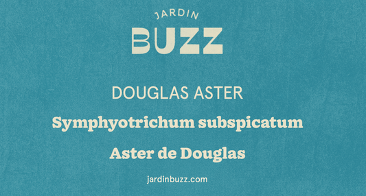 Symphyotrichum subspicatum  / Douglas Aster