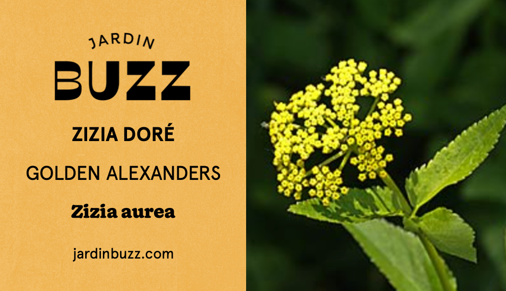 Zizia aurea / Zizia doré / Golden Alexanders