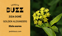 Zizia aurea / Zizia doré / Golden Alexanders