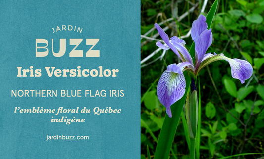 Iris Versicolor / Northern Blue Flag Iris