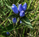 Gentiana andrewsii / Andrews Gentian, Bottle Gentian