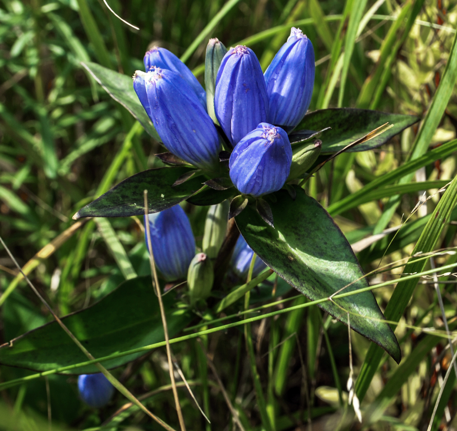 Gentiana andrewsii / Andrews Gentian, Bottle Gentian