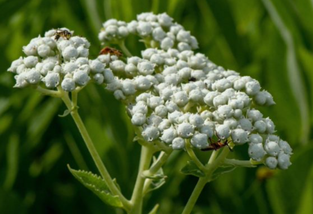 Parthenium integrifolium / Wild Quinine