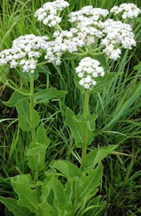 Parthenium integrifolium / Wild Quinine