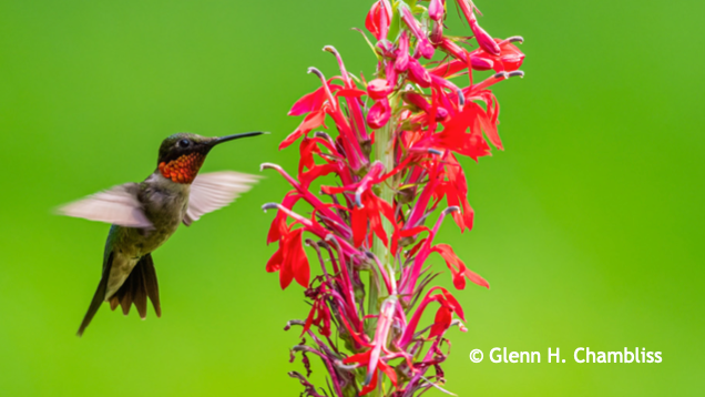 Jardin des colibris (9 plants) / Hummingbird Garden (9 plants)