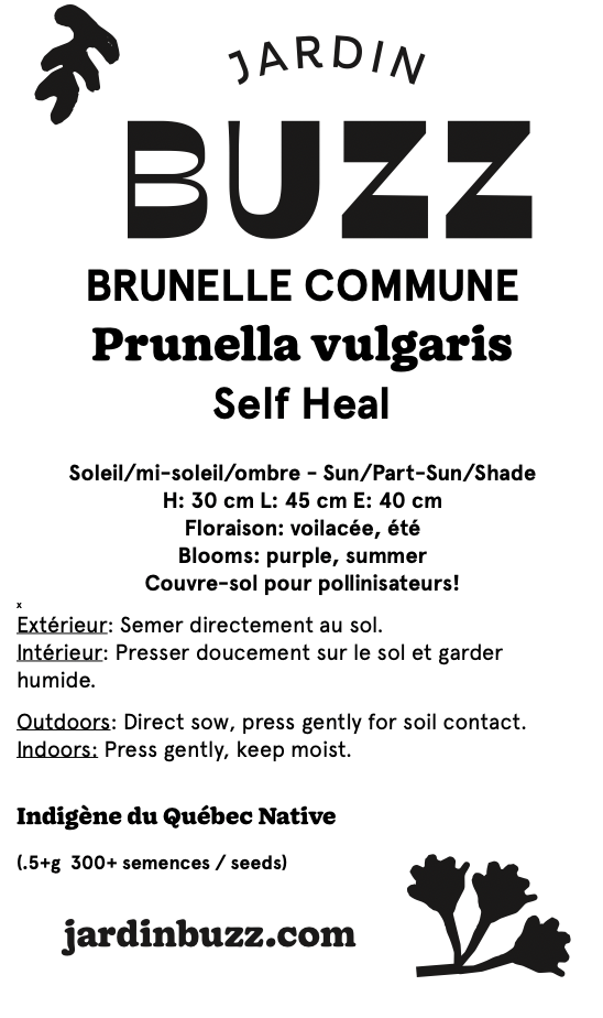 Prunella vulgaris / Brunelle commune / Self Heal