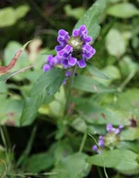 Prunella vulgaris / Common Brunella / Self Heal