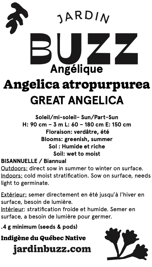 Angelica atropurpurea  / Angélique / Great Angelica