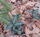 Chimaphila maculate / Chimaphile maculée / Wintergreen