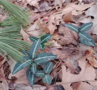 Chimaphila maculate / Chimaphile maculée / Wintergreen