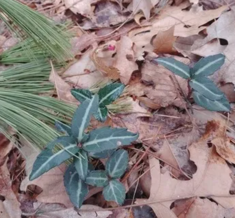 Chimaphila maculate / Chimaphile maculée / Wintergreen