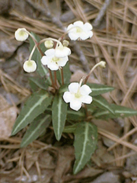 Chimaphila maculate / Chimaphile maculée / Wintergreen