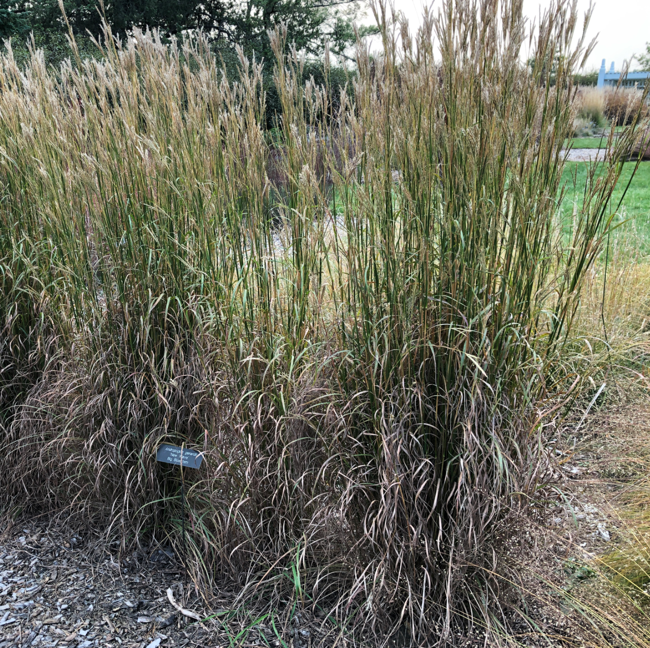 Andropogon gerardi "Black Hawk" /  Barbon de Gérard 'Black Hawk" / Big bluestem "Black Hawk"