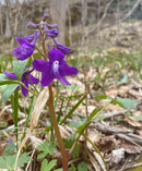 Delphinium tricorne / Dwarf Larkspur