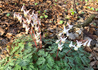 Dicentra cucullaria / Dicentre à capuchon / Dutchman's breeches