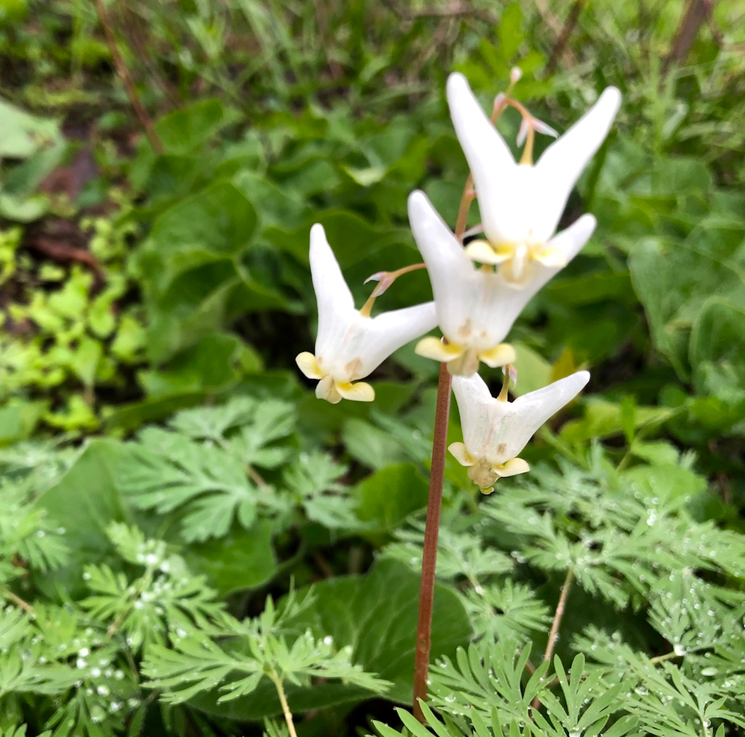 Dicentra cucullaria / Dicentre à capuchon / Dutchman's breeches