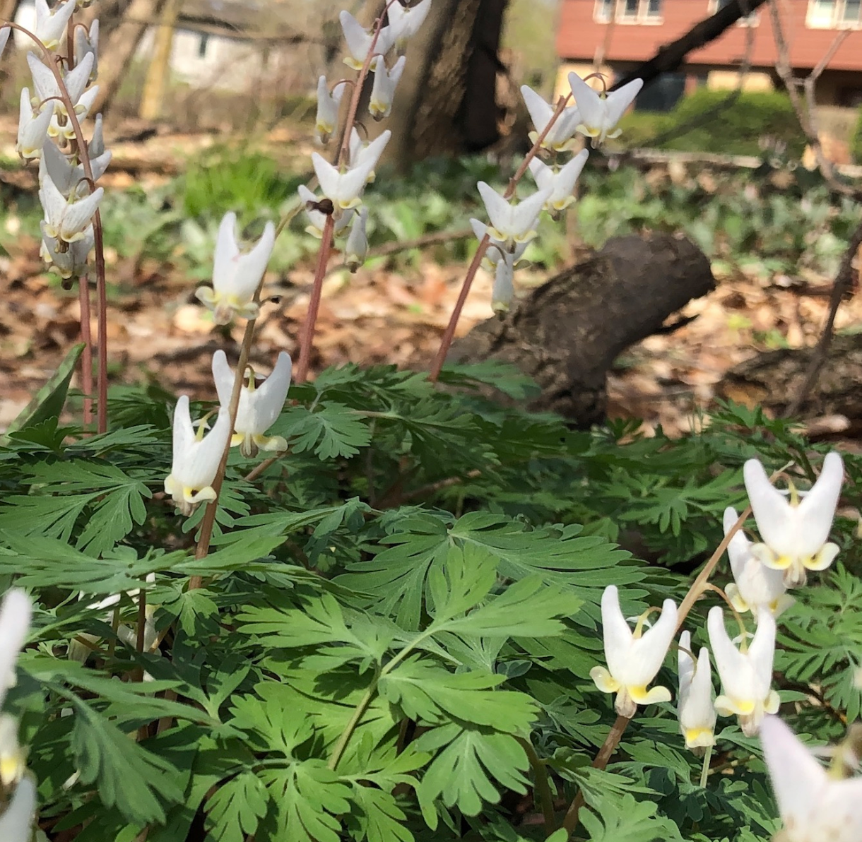 Dicentra cucullaria / Dicentre à capuchon / Dutchman's breeches