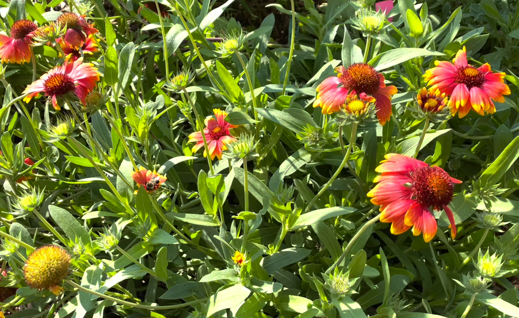 Gaillardia grandiflora 'Arizona Sun' / Gaillarde 'Arizona sun'  / Gaillardia "Arizona Sun"