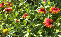 Gaillardia grandiflora 'Arizona Sun' / Gaillardia 'Arizona sun' / Gaillardia "Arizona Sun" 