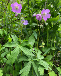 Geranium maculatum / Géranium maculé, Géranium sauvage américain / Wild Geranium