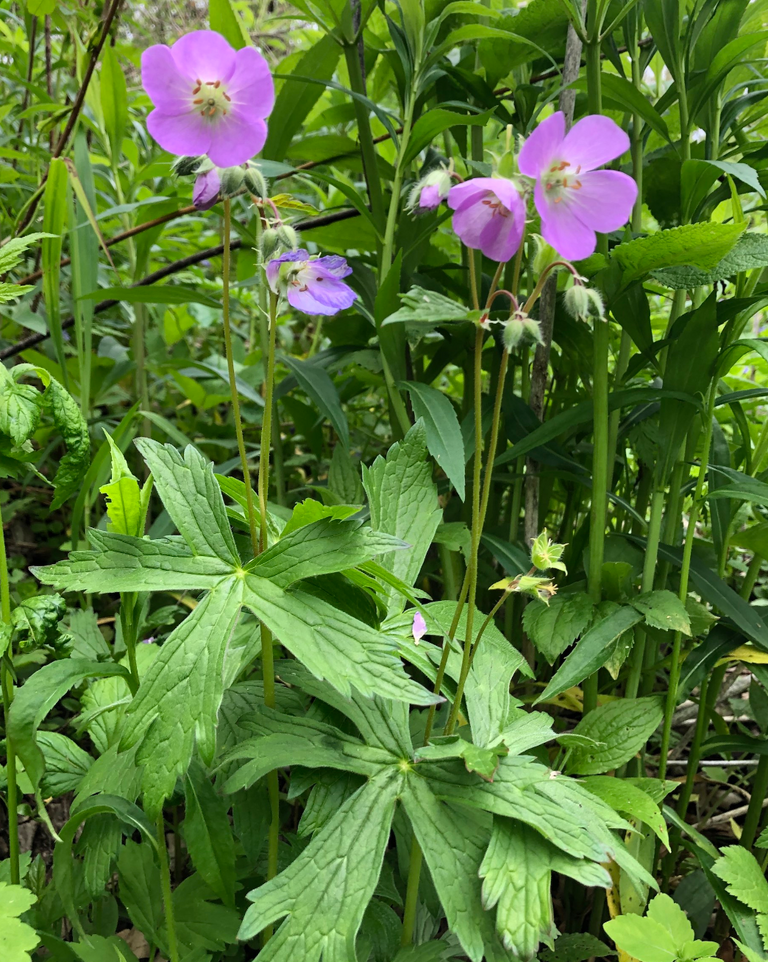 Geranium maculatum / Spotted Geranium, American Wild Geranium / Wild Geranium 