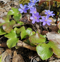 Hepatica Noblis / Anémone hépatique / Hepatica (Liverwort)