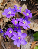 Hepatica Noblis / Anémone hépatique / Hepatica (Liverwort)