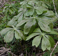 Podophyllum peltatum / Peltated Podophyllum / Mayapple