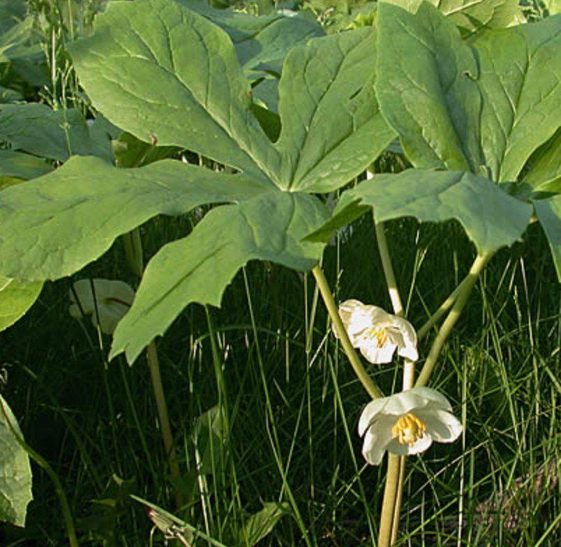 Podophyllum peltatum / Peltated Podophyllum / Mayapple