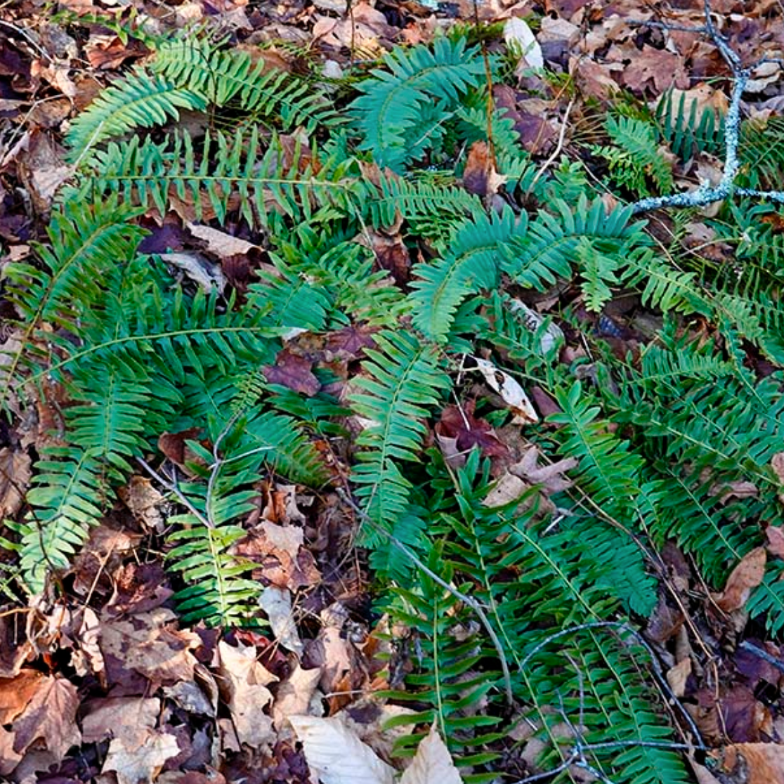 Polystichum Acrostichoides / Fougère de Noel / Christmas fern