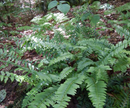 Polystichum Acrostichoides / Fougère de Noel / Christmas fern