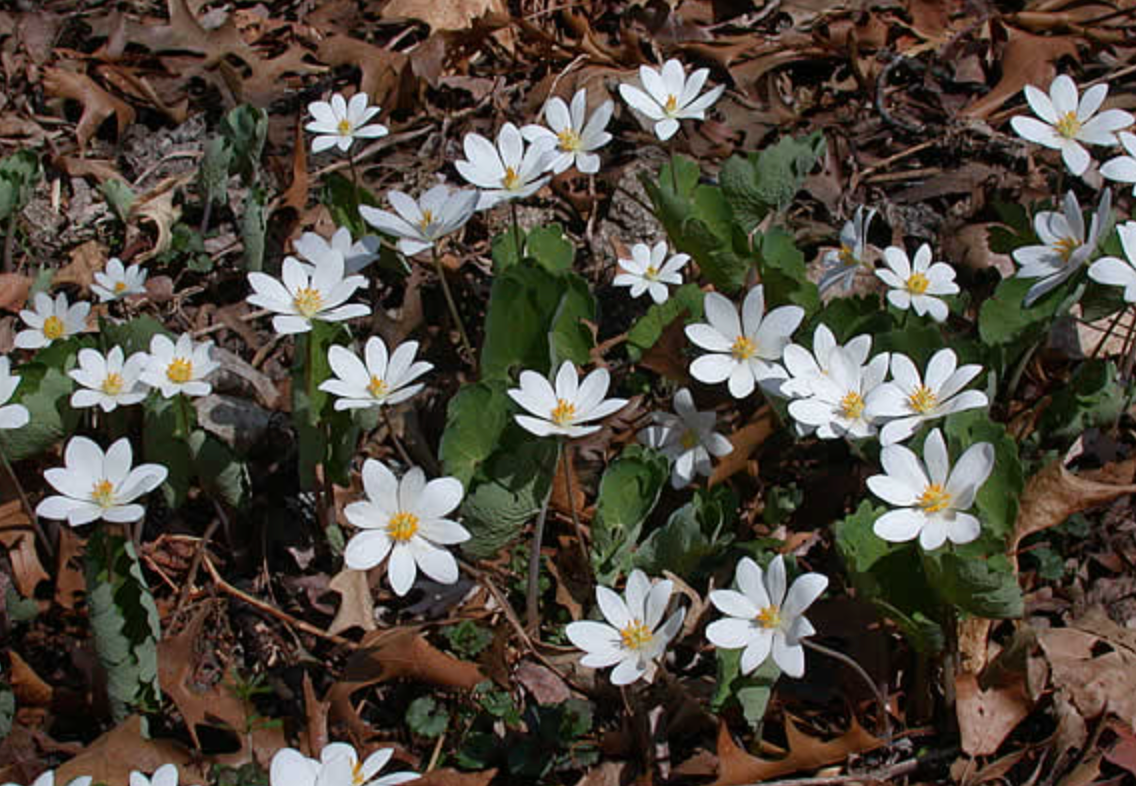 Sanguinaria canadensis / Bloodroot 