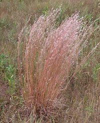 Schizachrium Scoparium / Andropogon scoparius / Little Bluestem