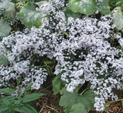Symphyotrichum cordifolium (Aster cordifolius) / Heart Leaved Aster