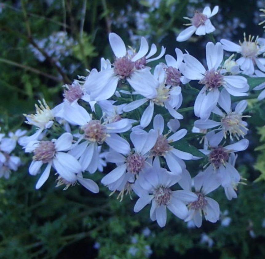 Symphyotrichum cordifolium (Aster cordifolius) / Heart Leaved Aster / Aster cordifolié