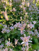 Tricytis Hirta / Lis crapaud / Japanese Toad Lilly