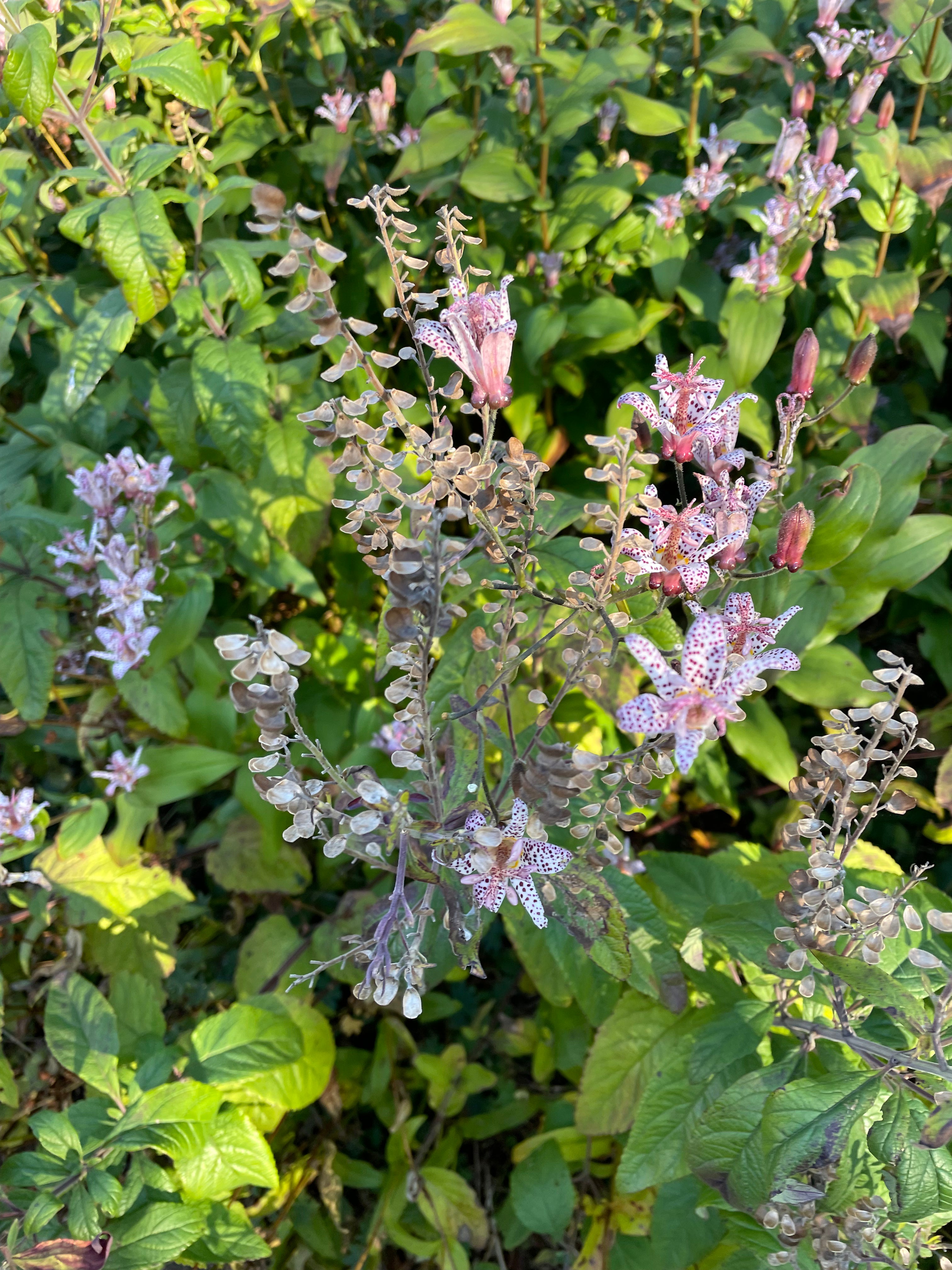 Tricytis Hirta / Lis crapaud / Japanese Toad Lilly