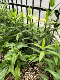 Asclepias incarnata / Asclépiade incarnate / Swamp Milkweed - Rose Milkweed