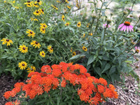 Asclepias tuberosa / Asclépiade tubéreuse / Butterfly milkweed