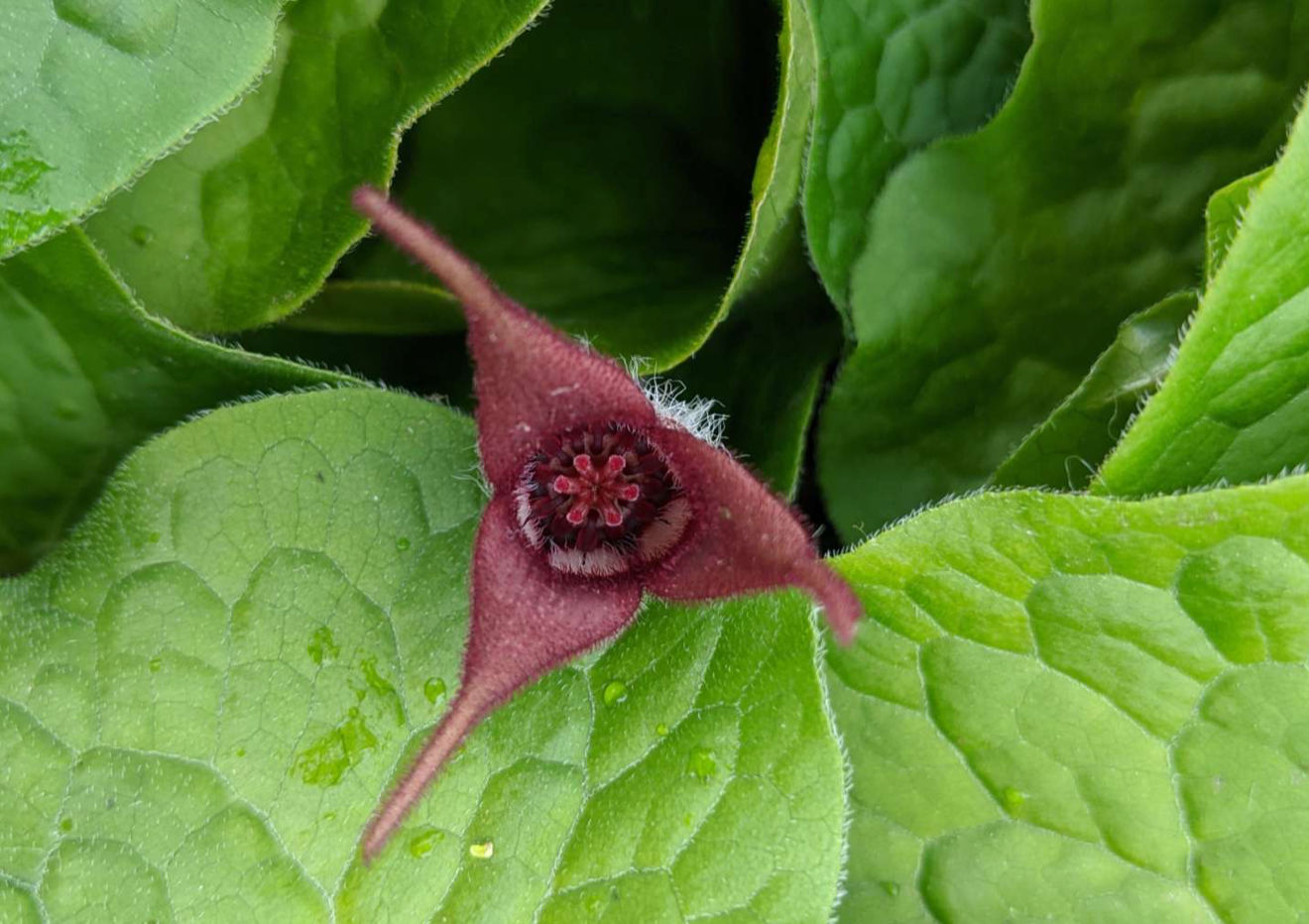 Asarum Canadense        /Canadian Wild Ginger / Asaret du Canada