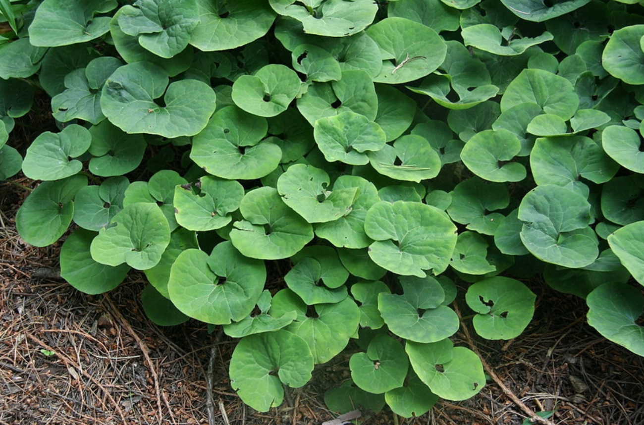 Asarum Canadense / Asaret du Canada / Canadian Wild Ginger