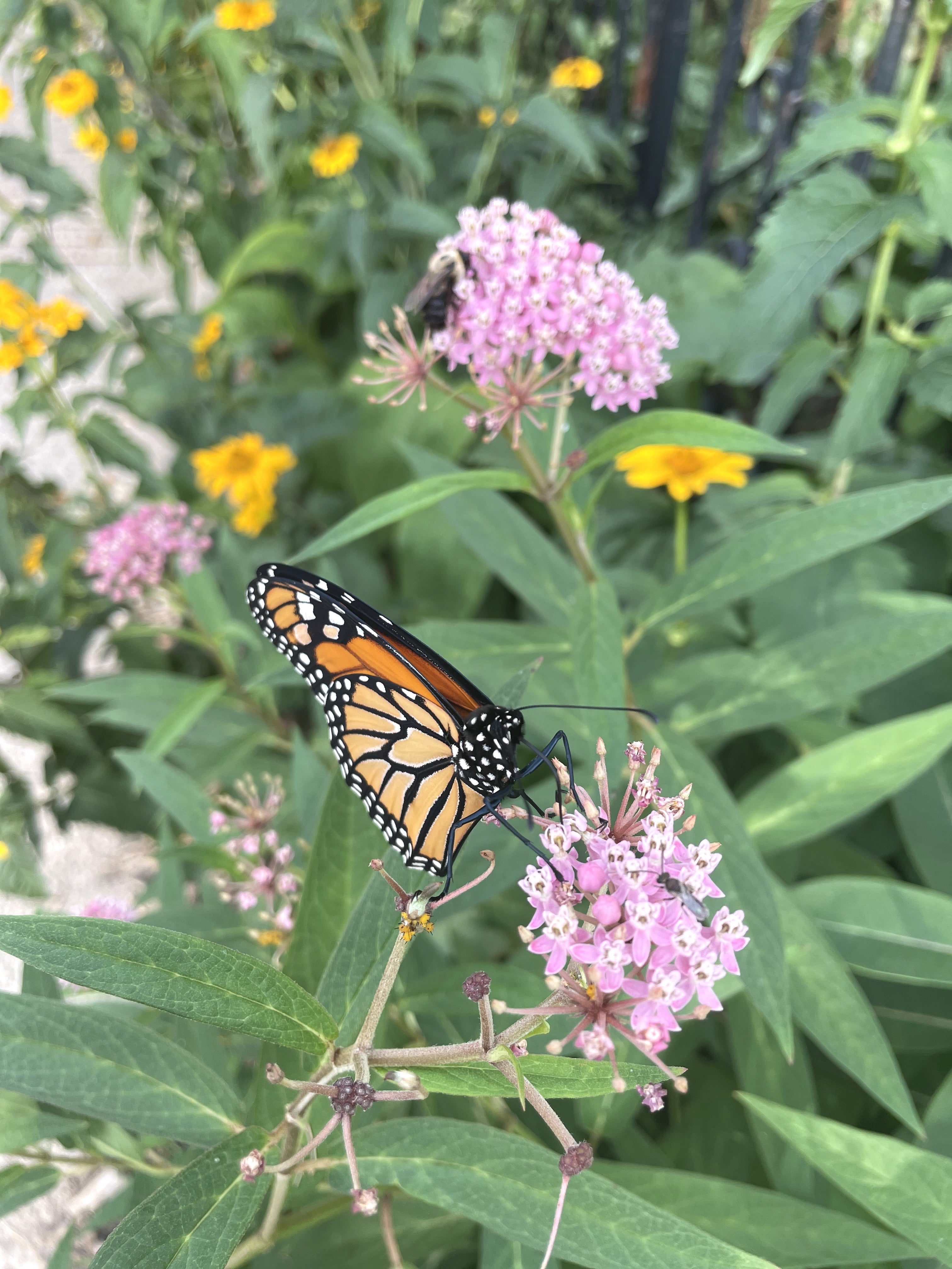 Asclepias incarnata / Asclépiade incarnate / Swamp Milkweed - Rose Milkweed