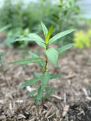 Asclepias incarnata / Asclépiade incarnate / Swamp Milkweed - Rose Milkweed