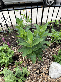 Asclepias syriaca / Asclépiade commune / Common milkweed