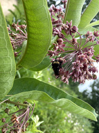 Asclepias syriaca / Asclépiade commune / Common milkweed