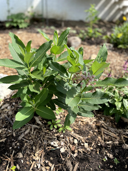 Asclepias syriaca / Asclépiade commune / Common milkweed