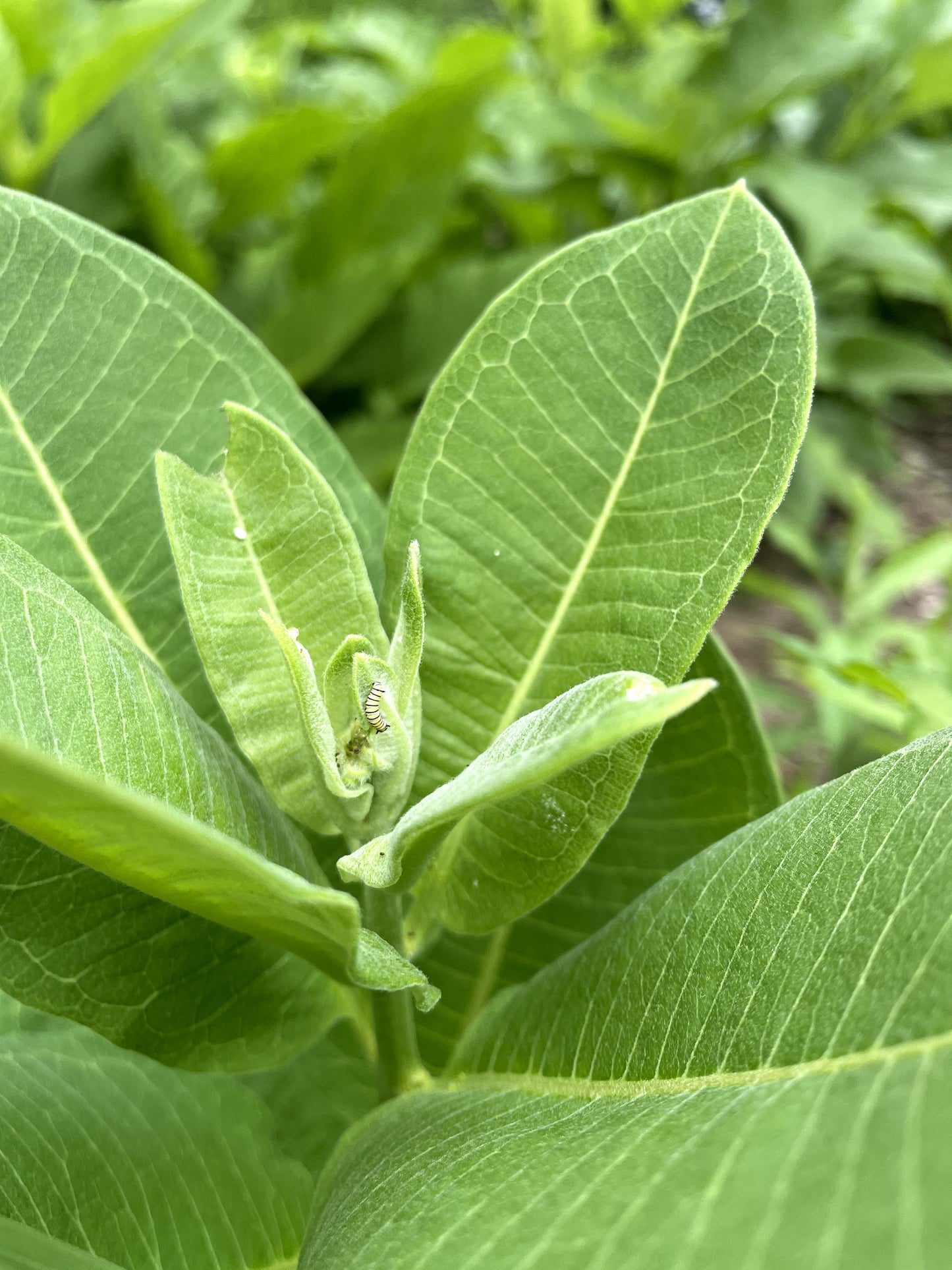 Asclepias syriaca / Asclépiade commune / Common milkweed