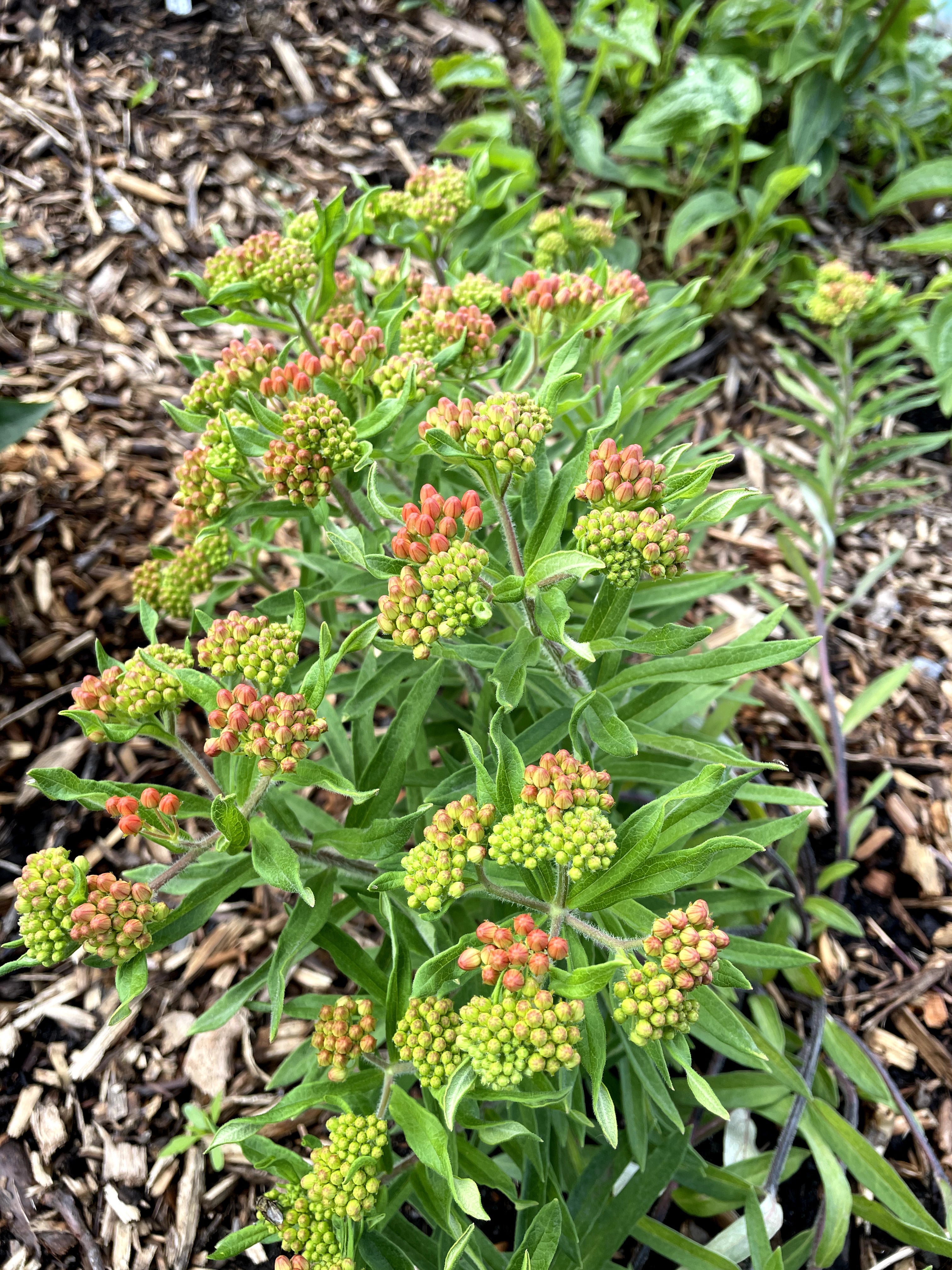 Asclepias tuberosa / Asclépiade tubéreuse / Butterfly milkweed